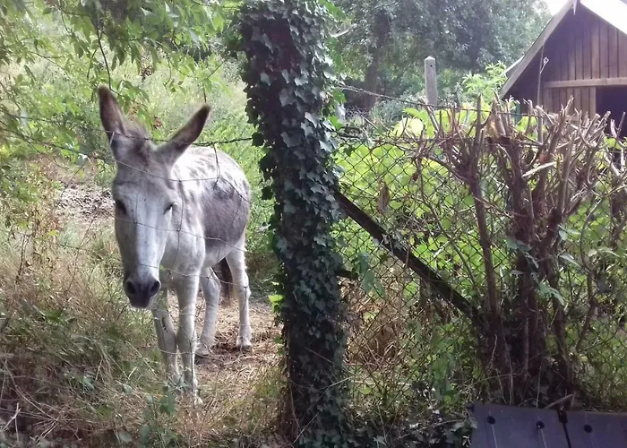 בית נופש De Campagne